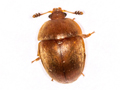 Cychramus luteus